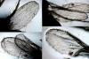 Dasyhelea sp.